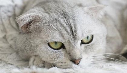 九游娱乐-罗马尼亚队赛制透视：团体赛制下的战略与个人表现，罗马尼亚联赛赛程