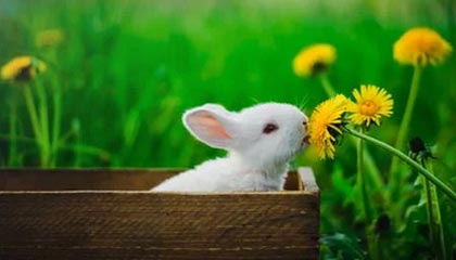 九游娱乐-罗马尼亚队赛制透视：团体赛制下的战略与个人表现，罗马尼亚联赛赛程